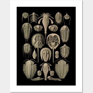 Ernst Haeckel Aspidonia Posters and Art